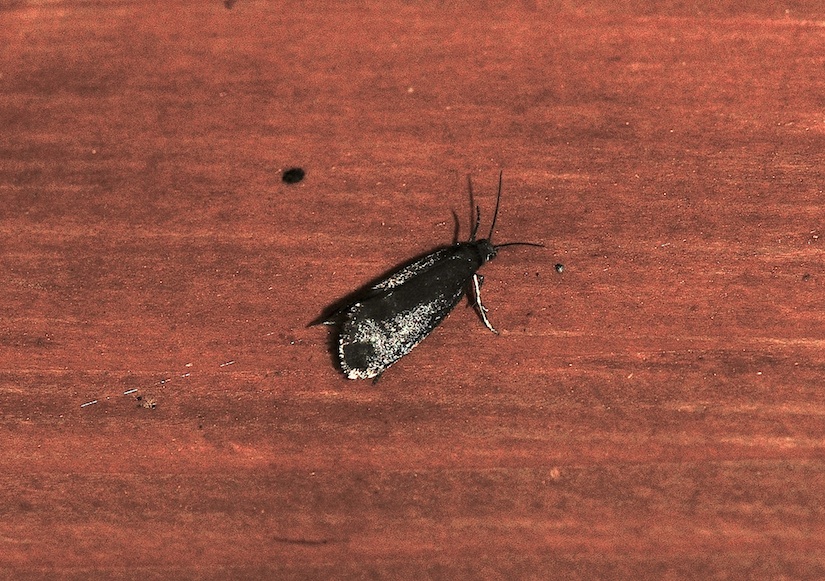 Micro nero vellutato